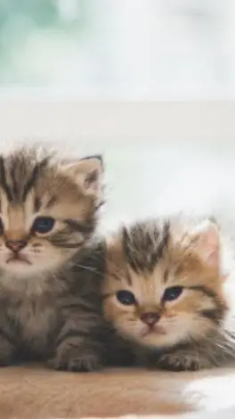 ai character: gatos molestos background