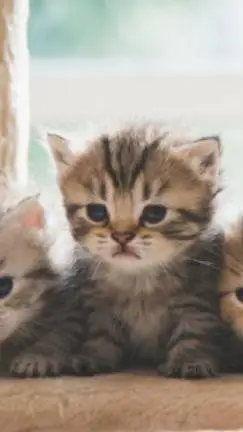 ai character: gato aprovechado background