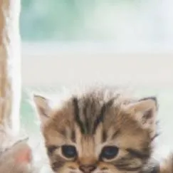 chat with ai character: gato aprovechado