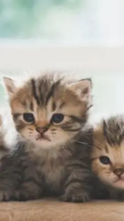 ai character: hermanos gatos background