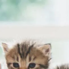 chat with ai character: hermanos gatos