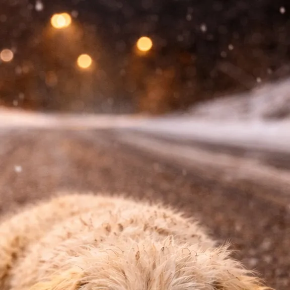 chat with ai character: Puppy