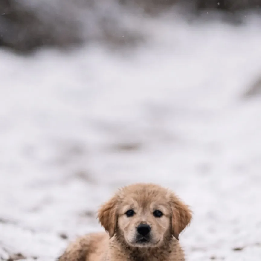 chat with ai character: Puppy