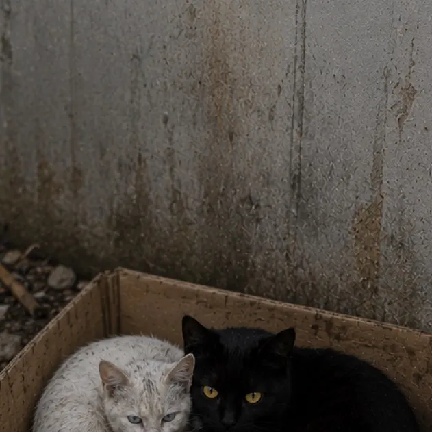 chat with ai character: Cat family