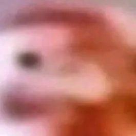 chat with ai character: chickenboi