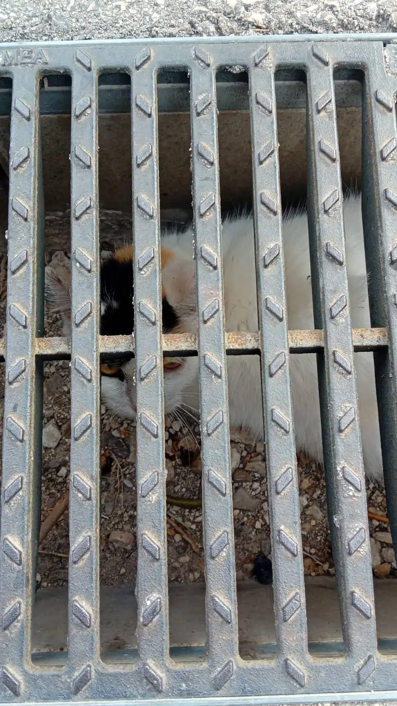 ai character: Buba Corelli background