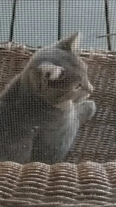 ai character: prison but no background