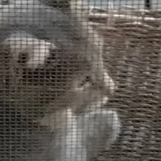 chat with ai character: prison but no