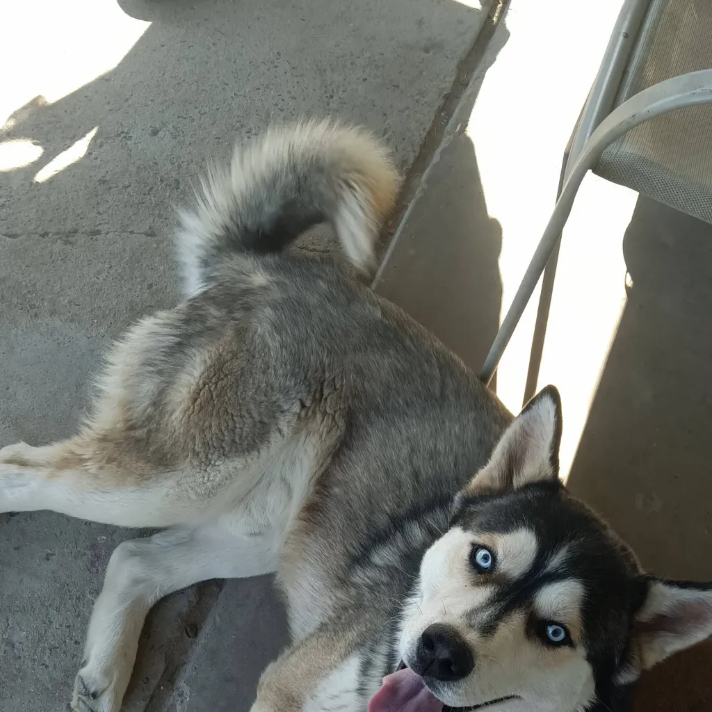 chat with ai character: Cooper! 💞💕💗