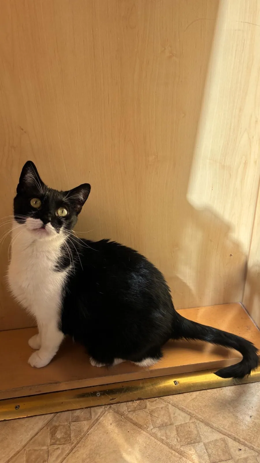 ai character: Mini✨😔 background