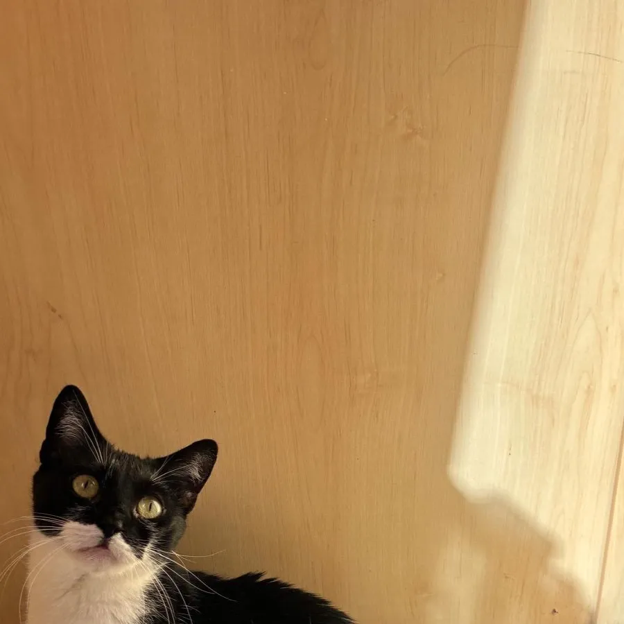 chat with ai character: Mini✨😔