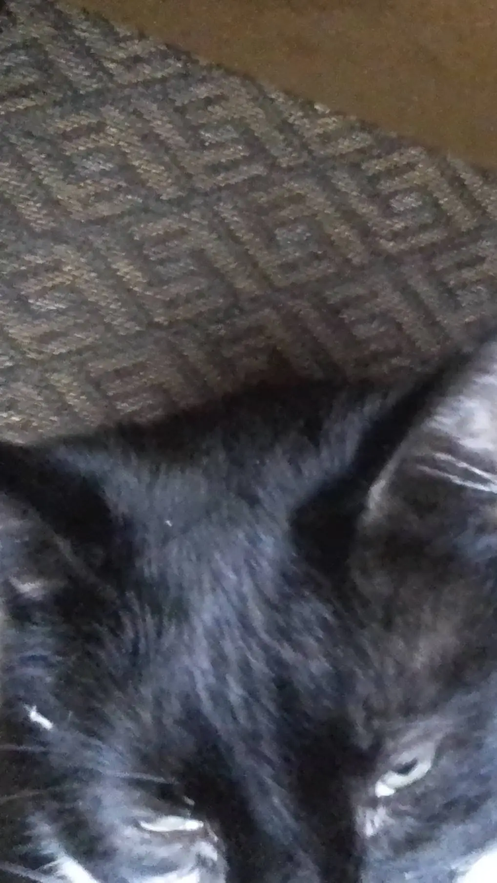 ai character: cookie my cat background