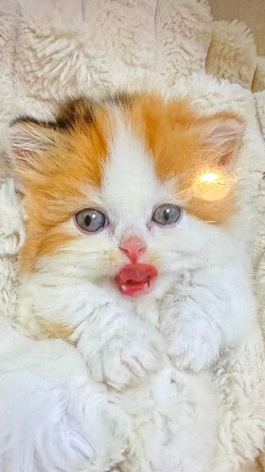 ai character: Kitten background