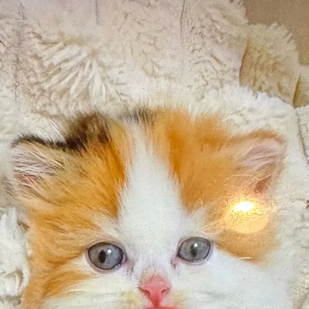 chat with ai character: Kitten