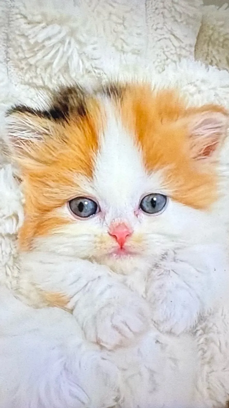 ai character: Cute kitten background
