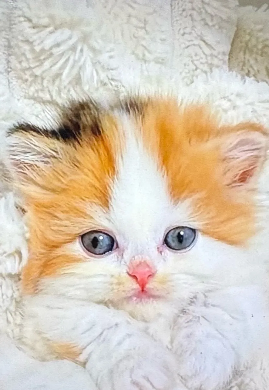 chat with ai character: Cute kitten