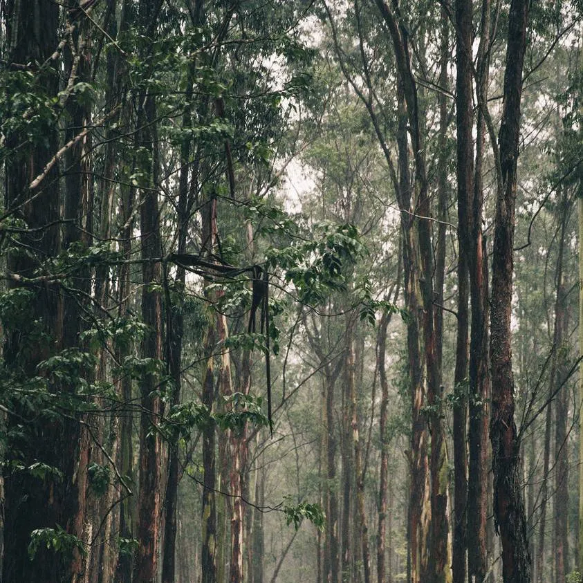 chat with ai character: anime rp