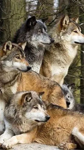 ai character: (raised by wolves) background