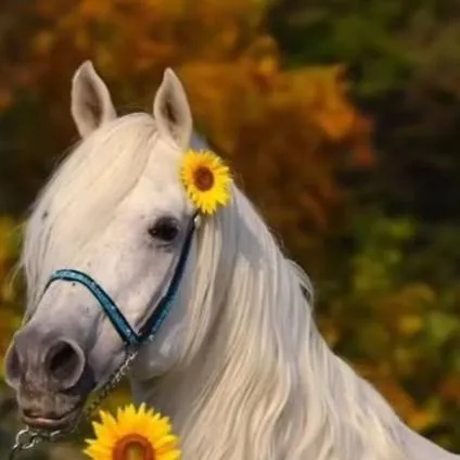 chat with ai character: Horse
