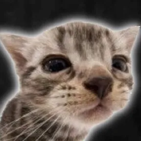 chat with ai character: Cat