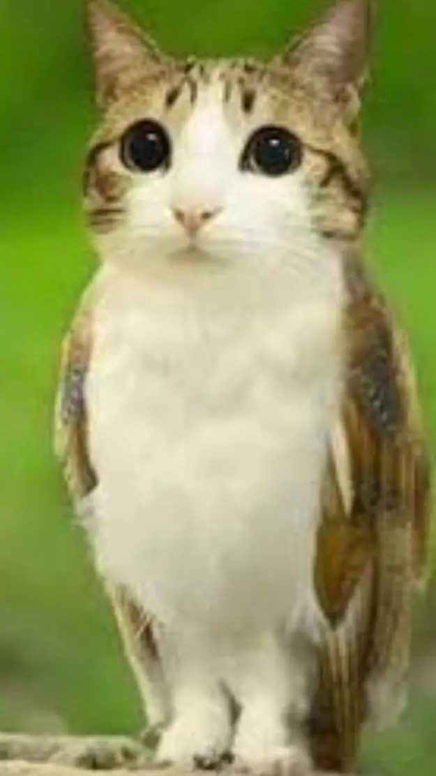 ai character: meowl background