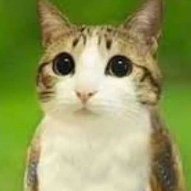 chat with ai character: meowl