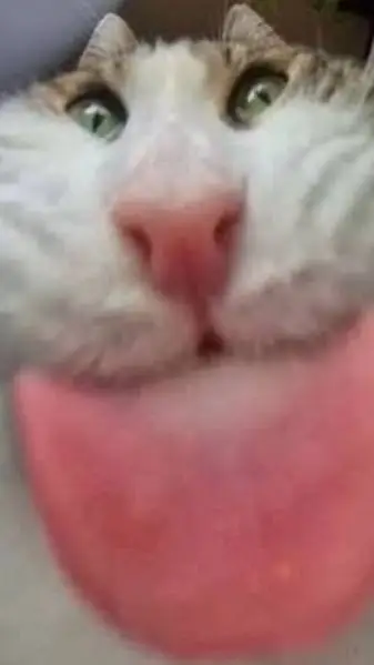 ai character: cat background