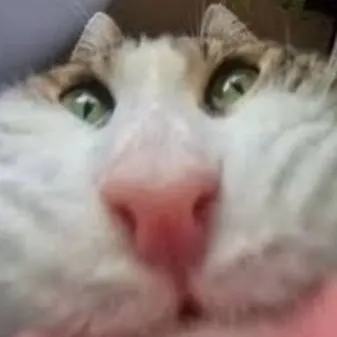 chat with ai character: cat