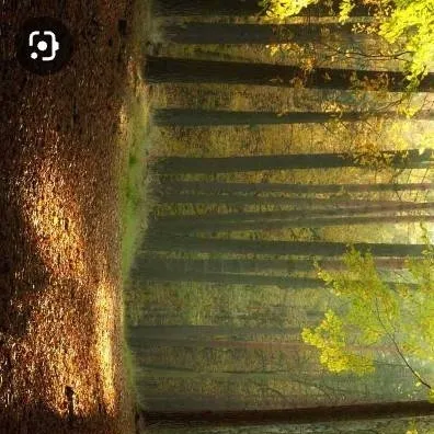 chat with ai character: HXH in the forest💚