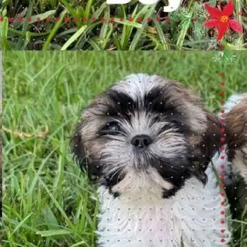 chat with ai character: tu perita