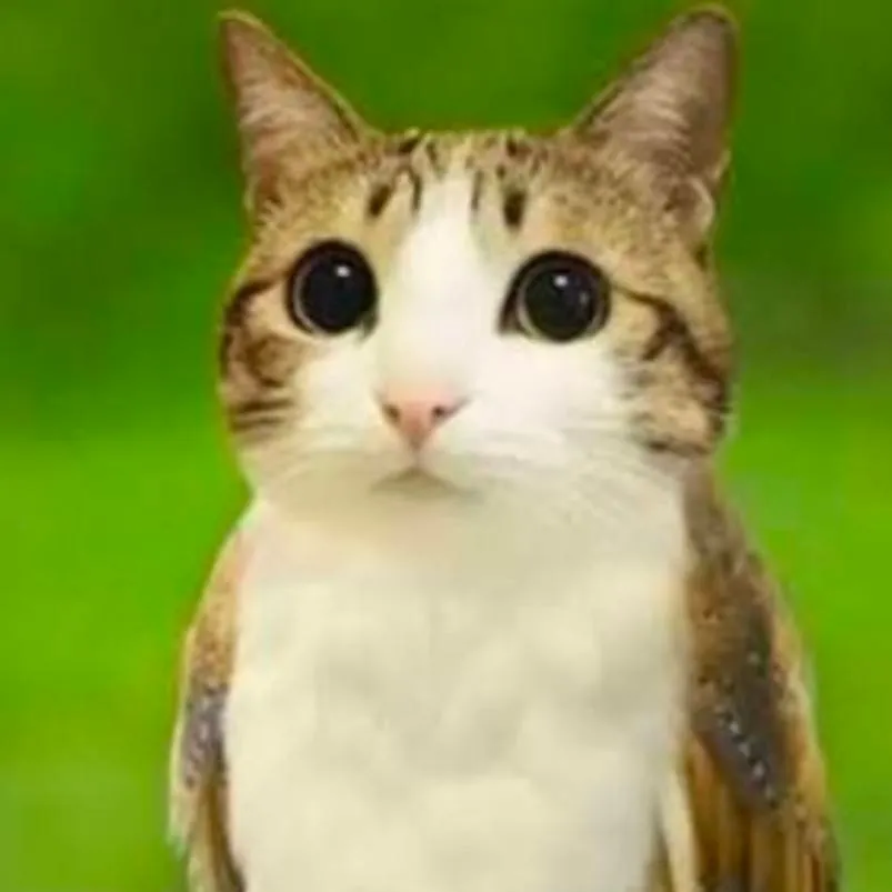 chat with ai character: MEOWL