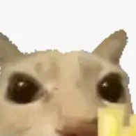 chat with ai character: mr cat