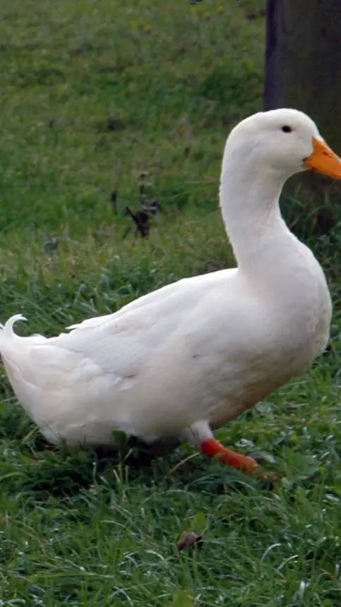 ai character: Pet Duck background