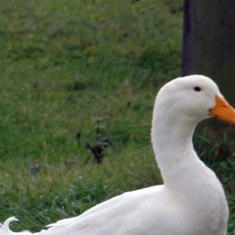 chat with ai character: Pet Duck