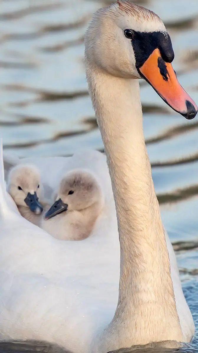 ai character: Mother swan background