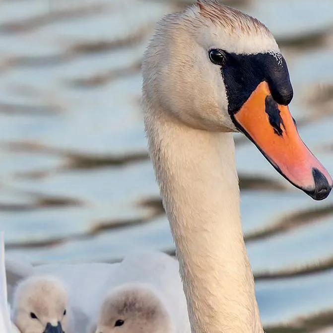 chat with ai character: Mother swan