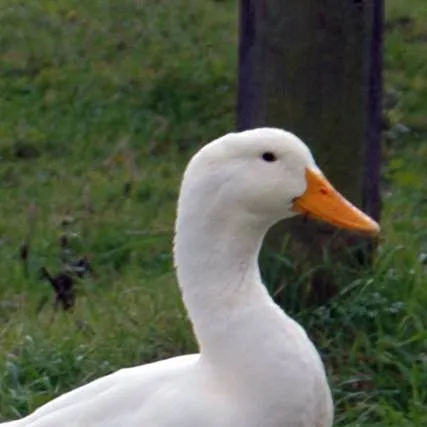 chat with ai character: Pet Duck