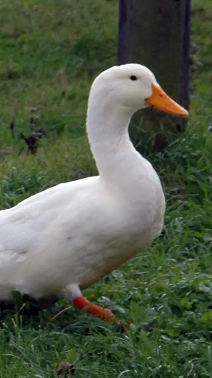 ai character: Pet Duck background