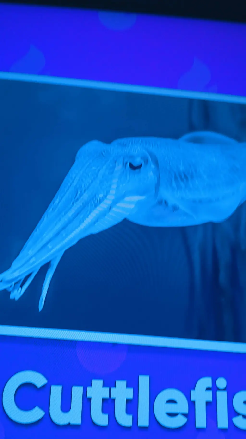 ai character: nauty cuttle fish background