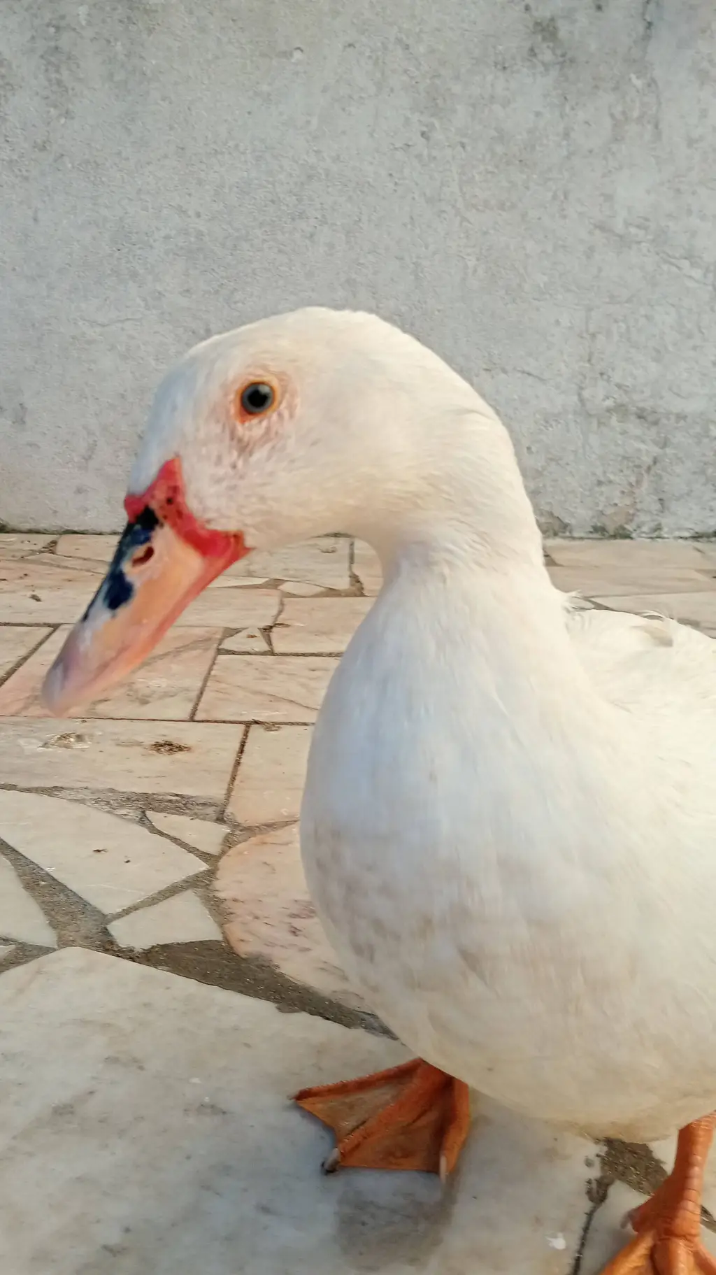 ai character: hasory background