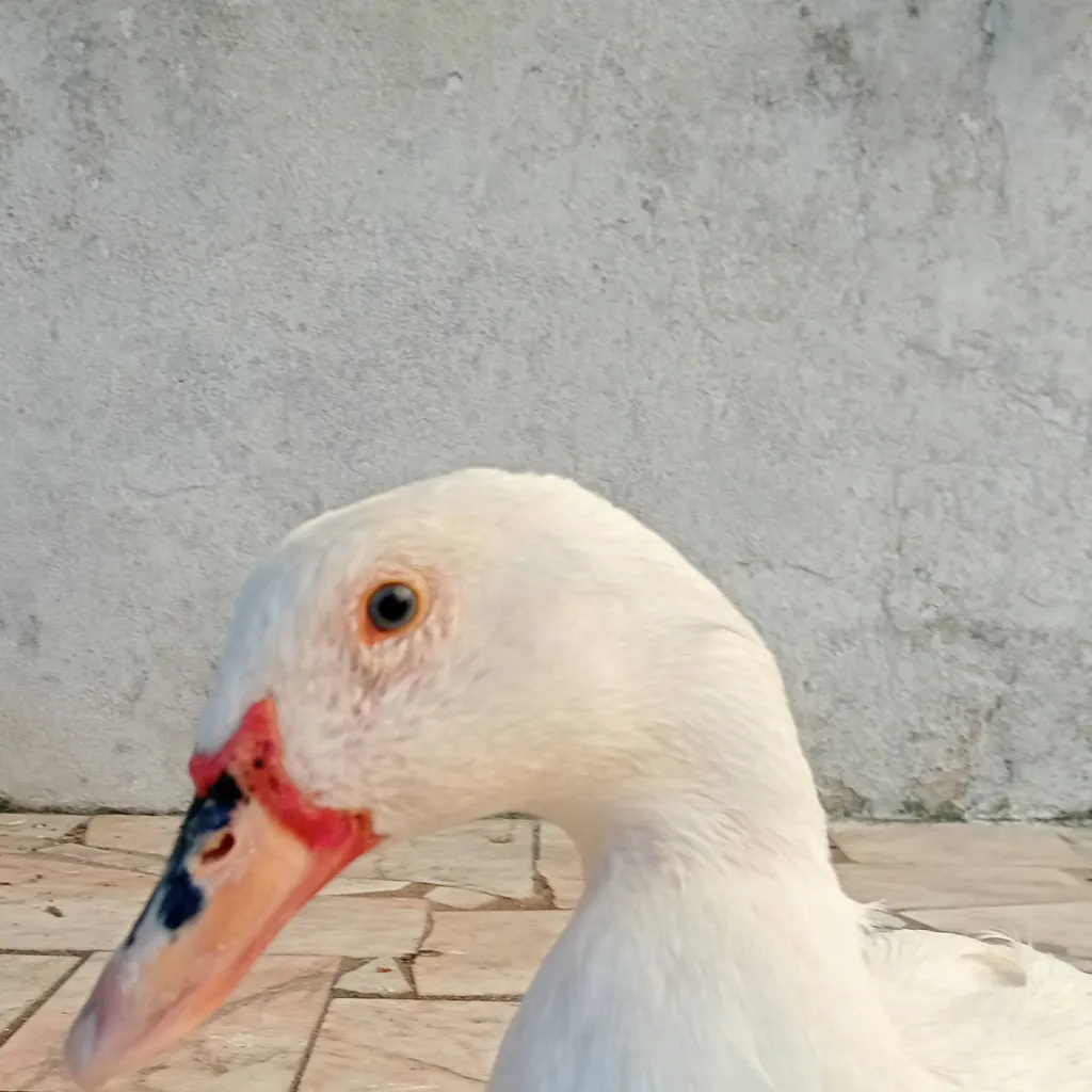 chat with ai character: hasory