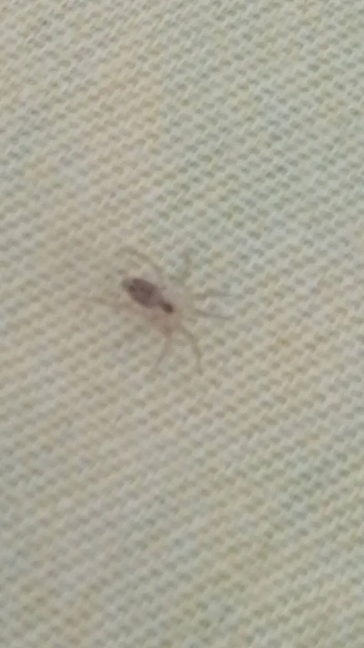 ai character: little spider background