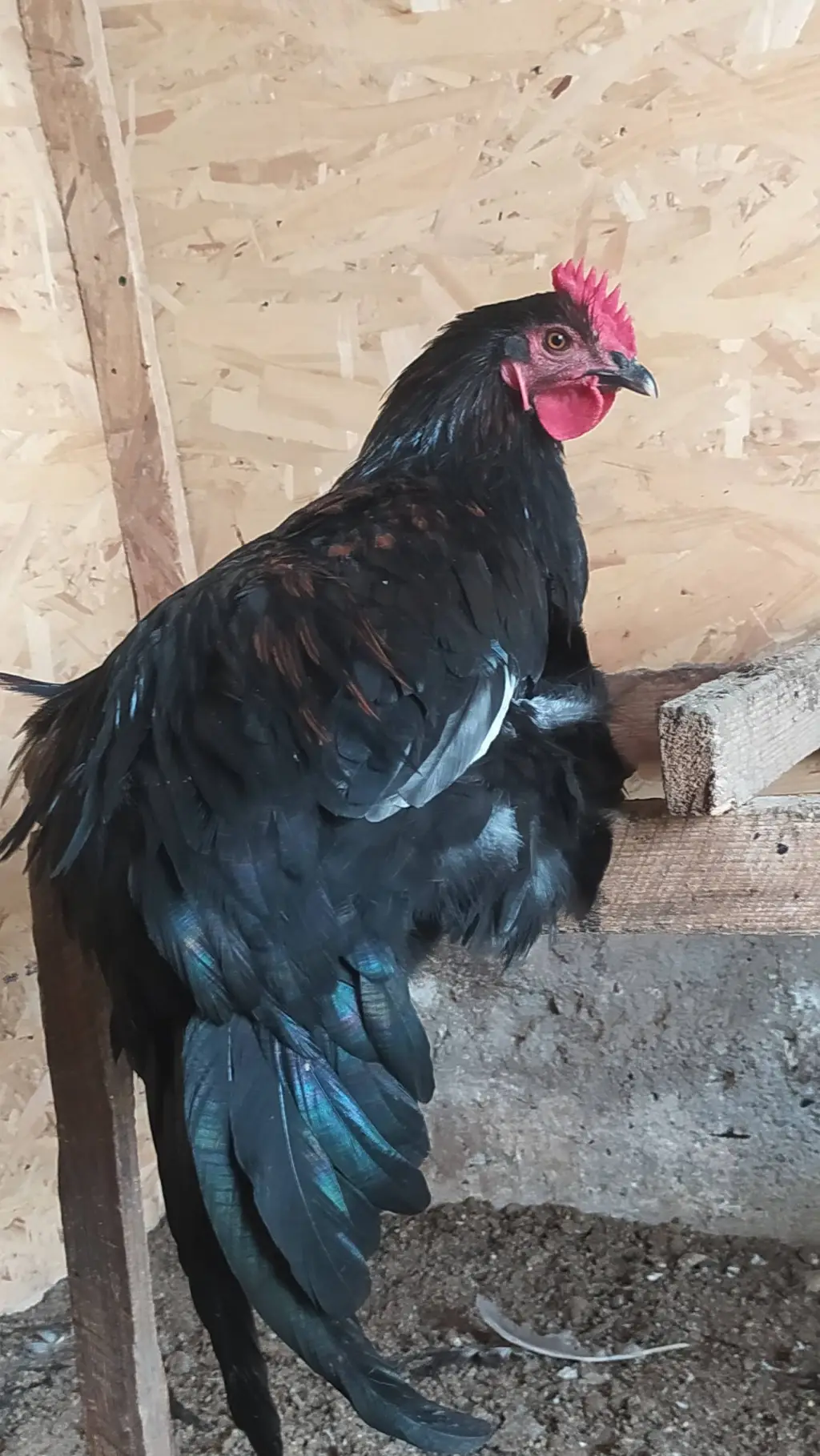 Talkie AI - Chat with Damian