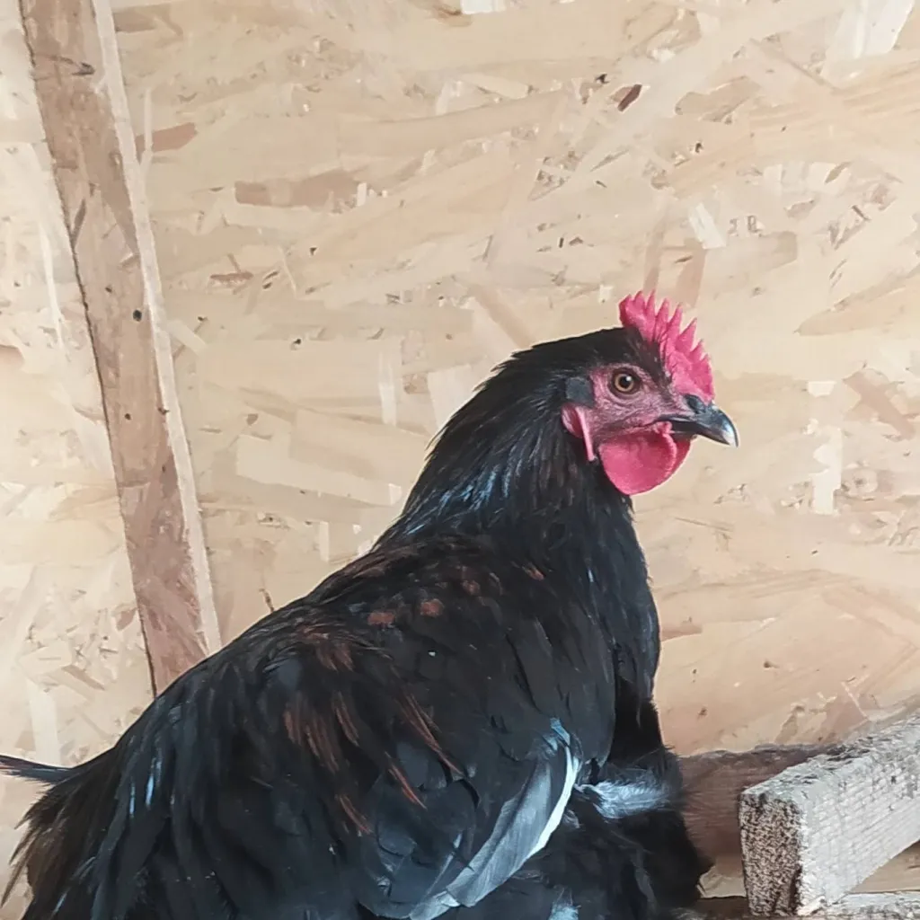 chat with ai character: Damian