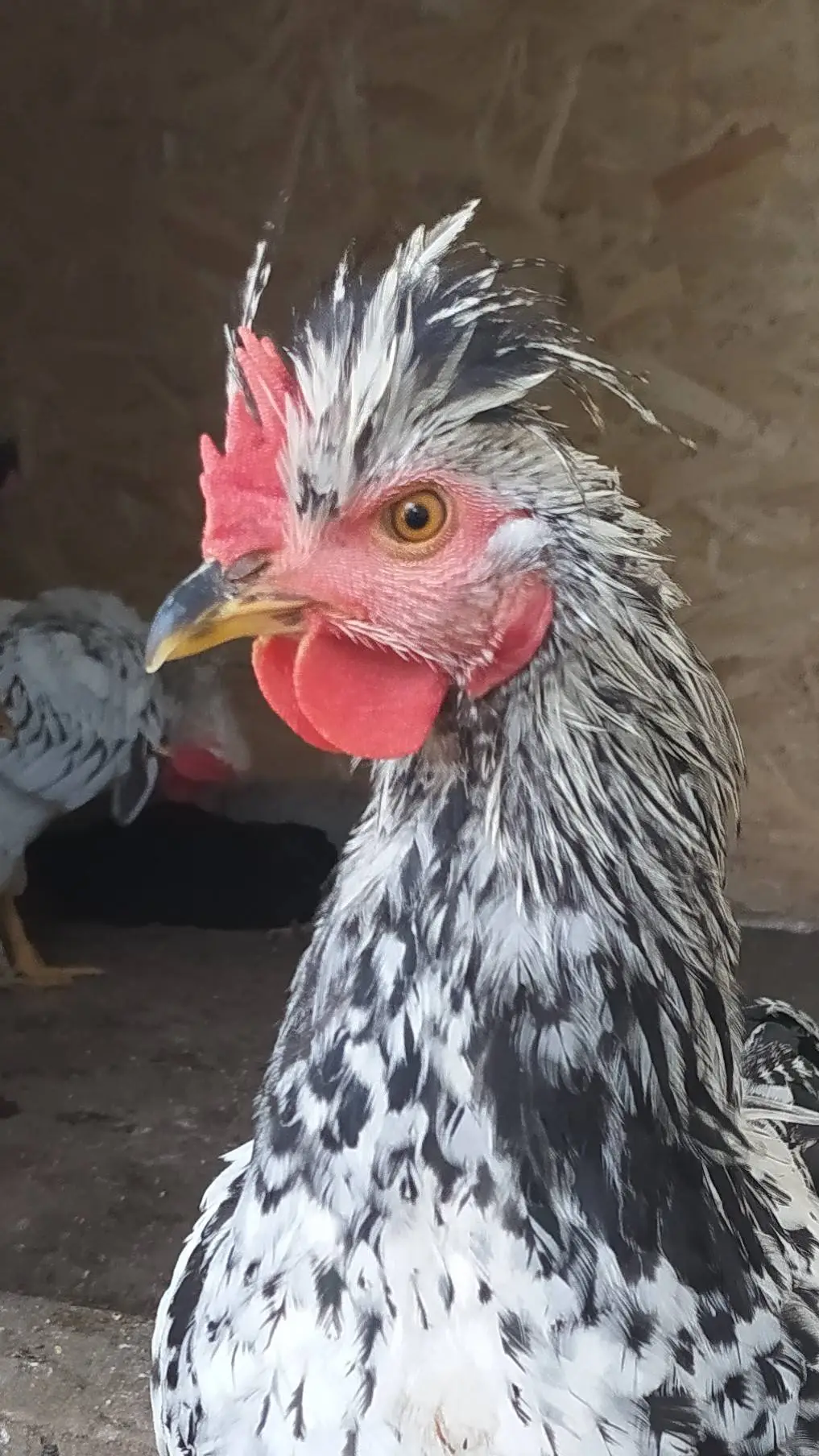 Talkie AI - Chat with Darian