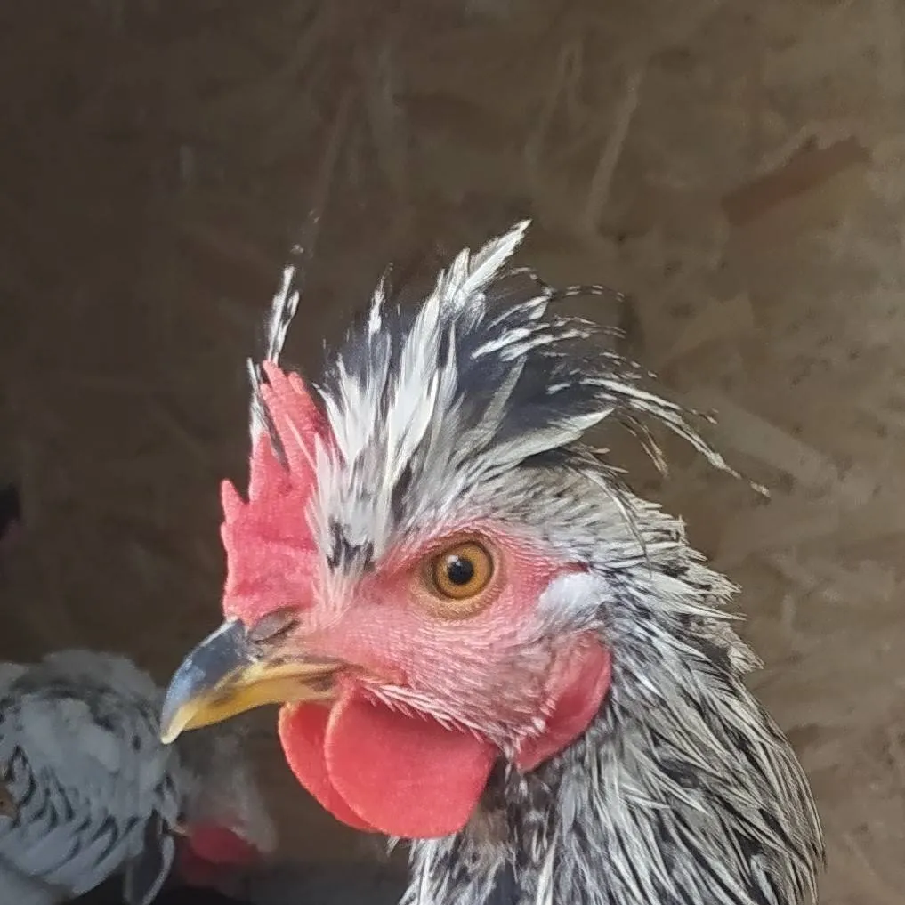 chat with ai character: Darian