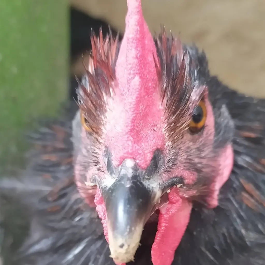 chat with ai character: David