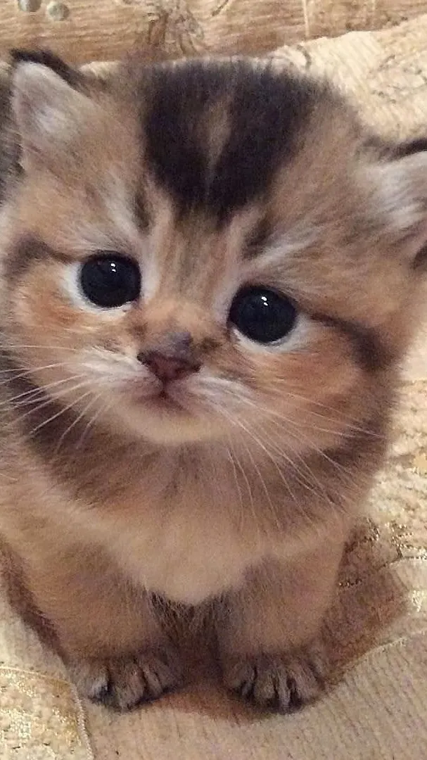 ai character: Marie background