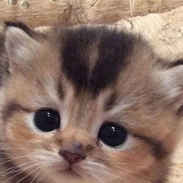 chat with ai character: Marie