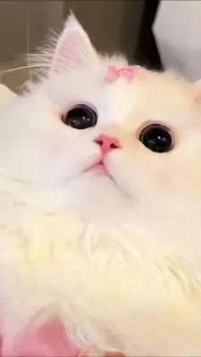 ai character: Kitten background